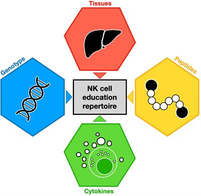 NK cell education: Physiological and pathological influences
